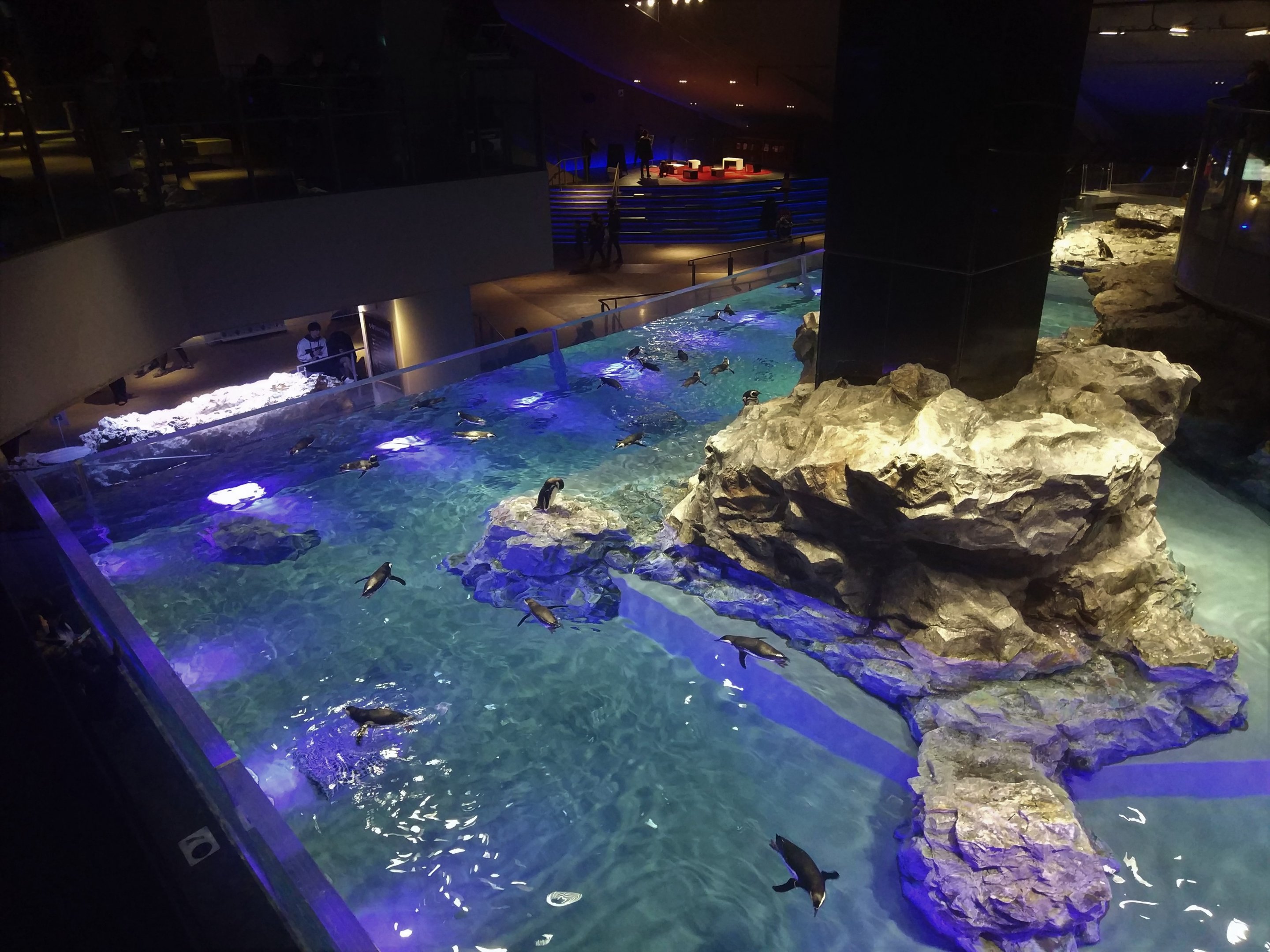 Magellanic Penguin Pool