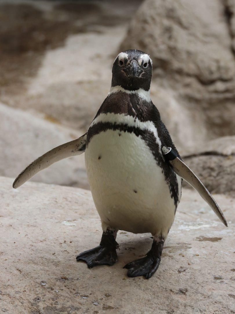 Magellanic Penguin - Potter Park Zoo - 05/20/19