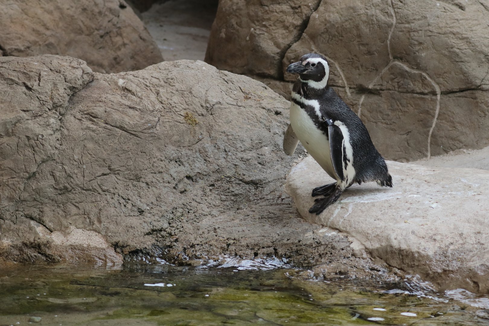 Magellanic Penguin - Potter Park Zoo - 05/20/19