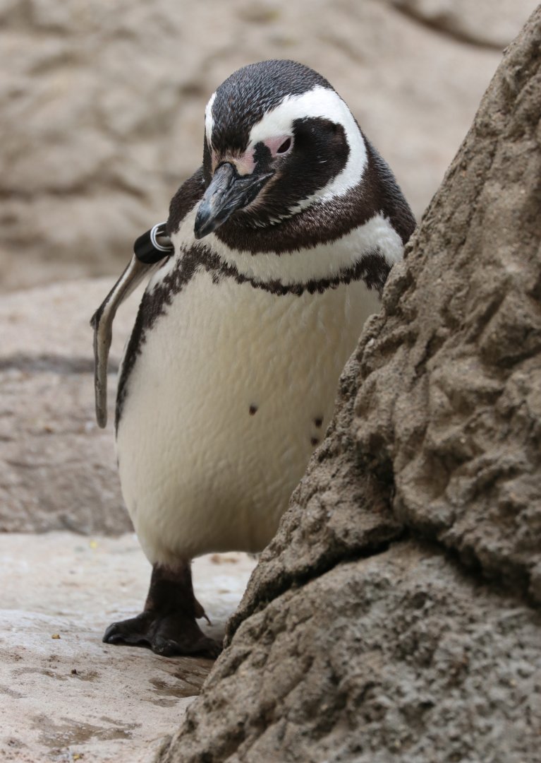 Magellanic Penguin - Potter Park Zoo - 05/20/19