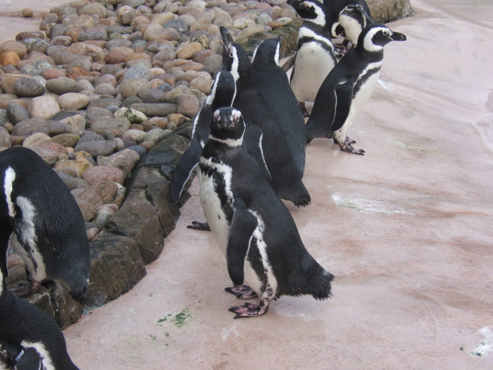 Magellanic Penguin`s
