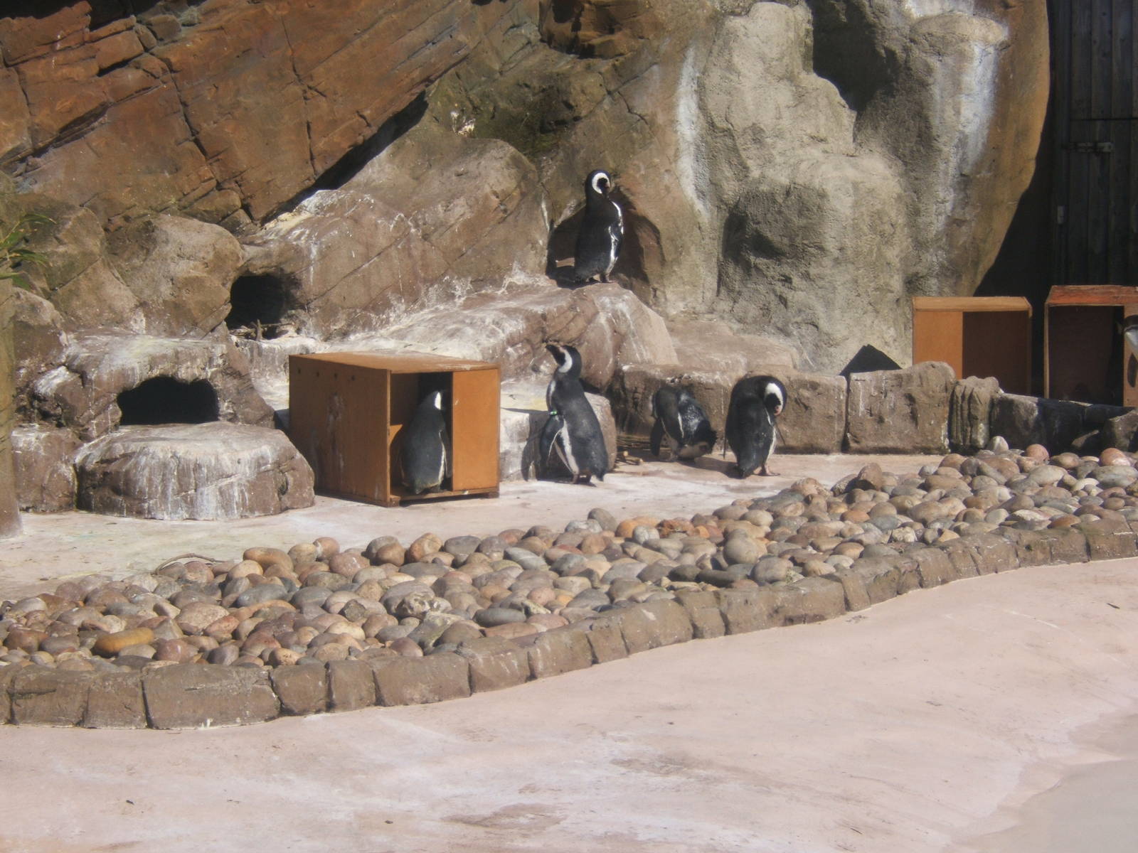 Magellanic Penguin`s