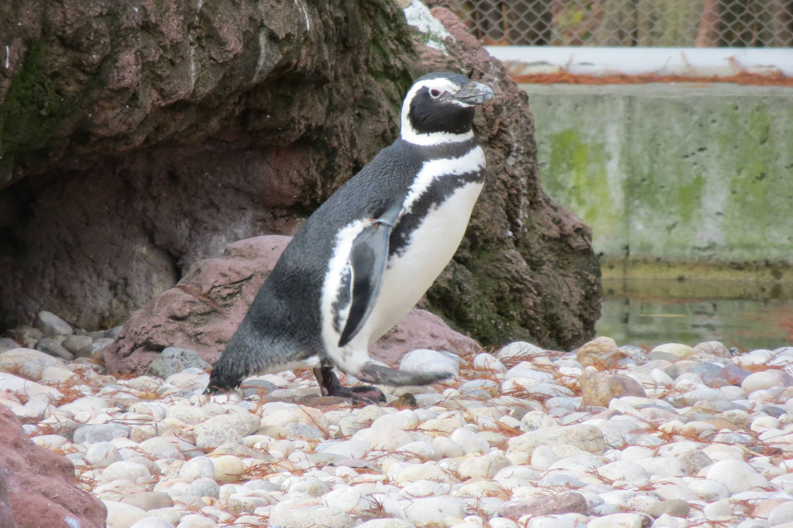 Magellanic Penguin - Sea Bird Colony 031215