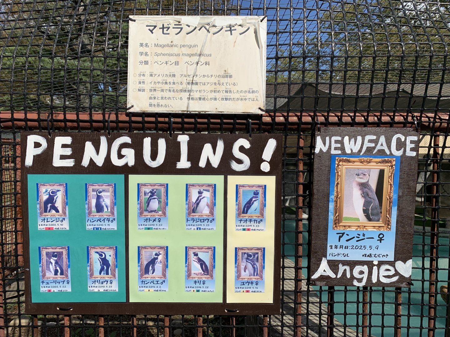 Magellanic Penguin Signage (Himeji City Zoo)