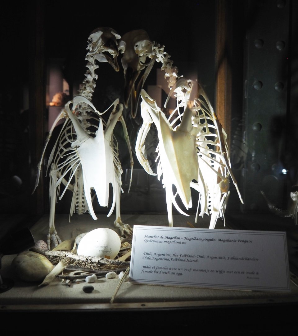 Magellanic penguin skeletons and egg, 2020-09-03