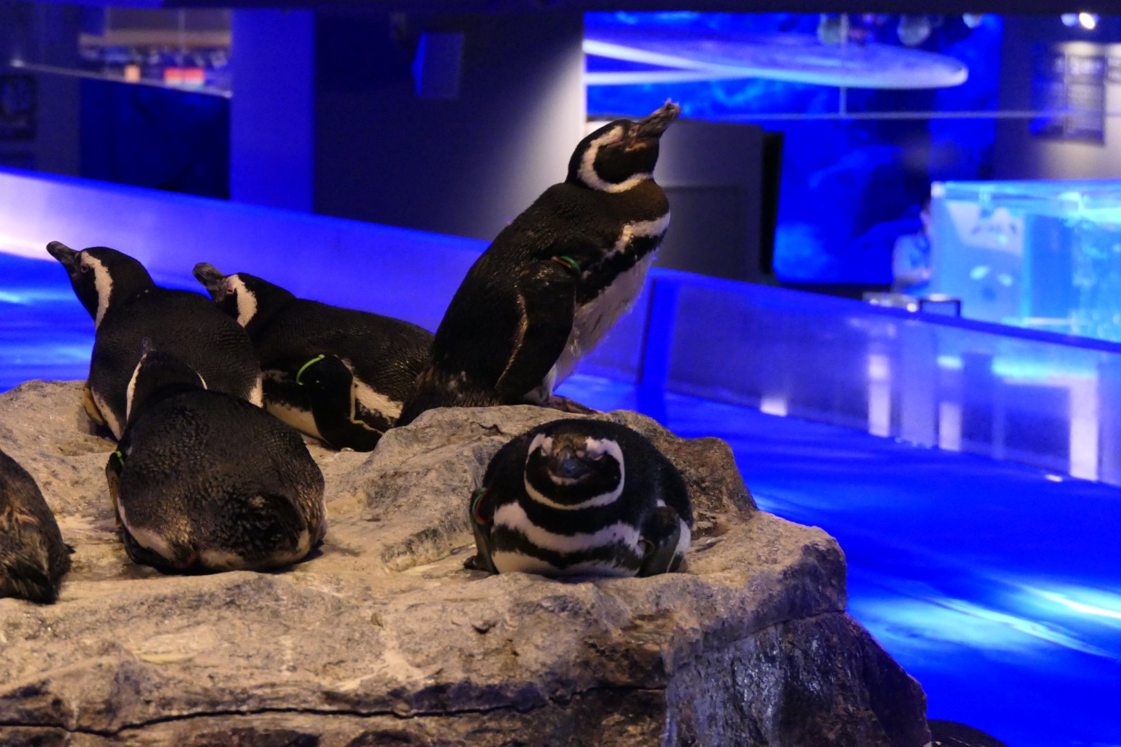 Magellanic Penguin (Spheniscus demersus)