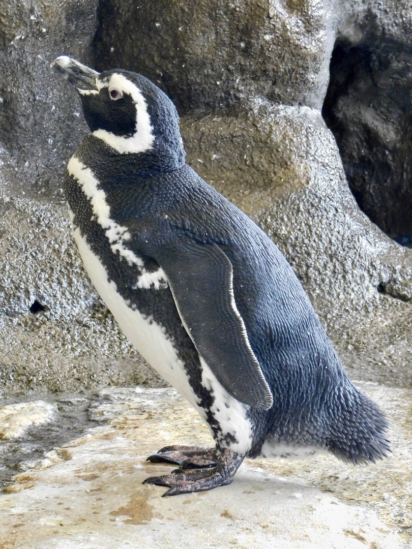 Magellanic Penguin (Spheniscus magellanicus) September 20, 2025