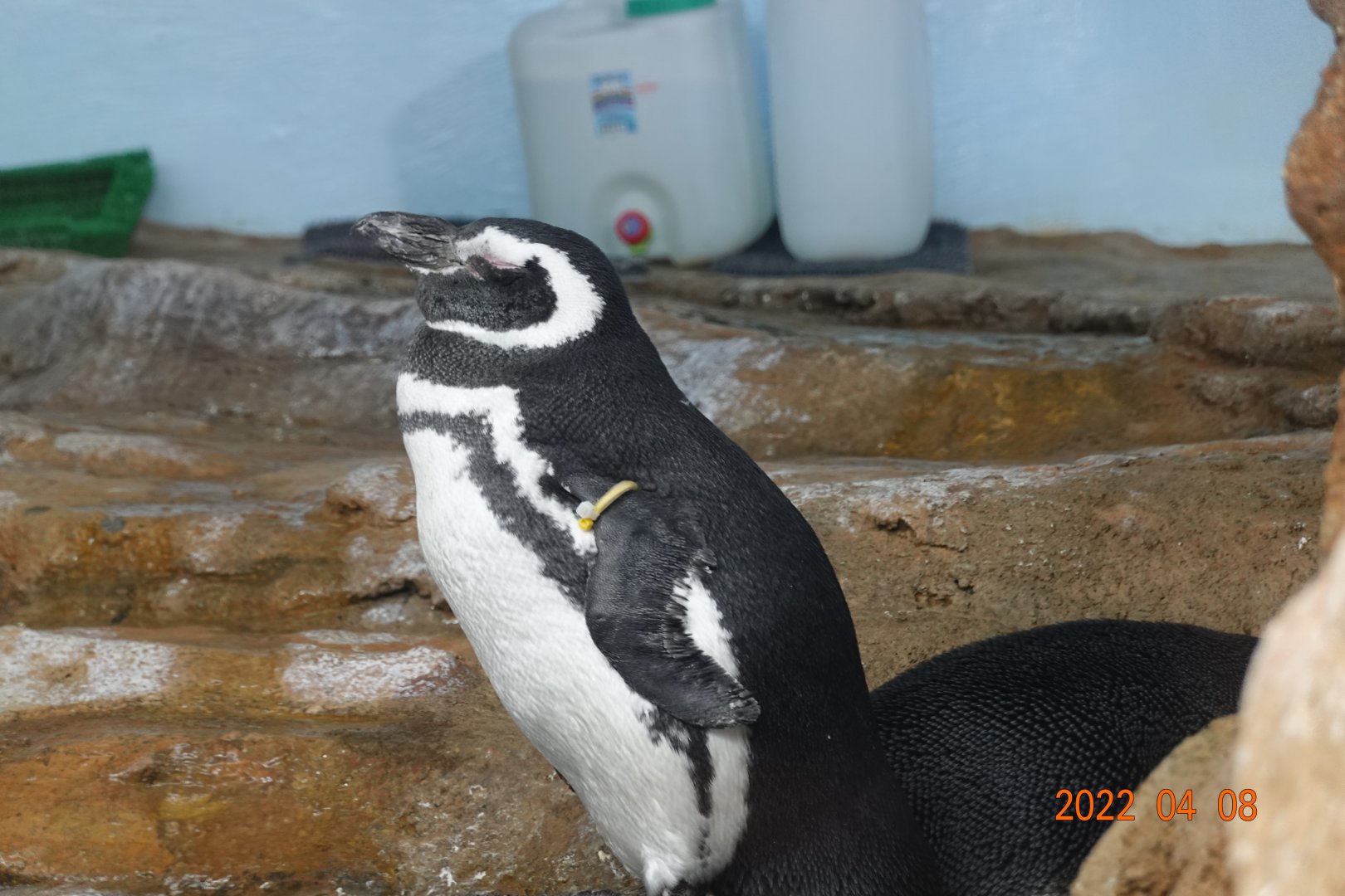 Magellanic Penguin (Spheniscus magellanicus) - Xpark