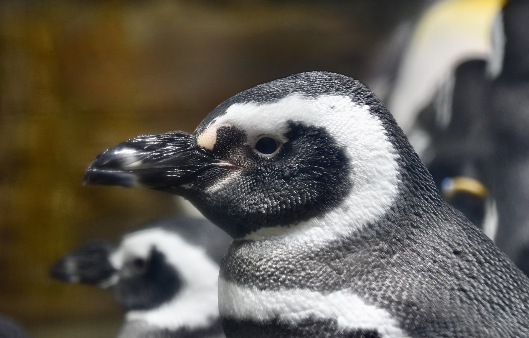 Magellanic Penguin (Spheniscus magellanicus) - Xpark