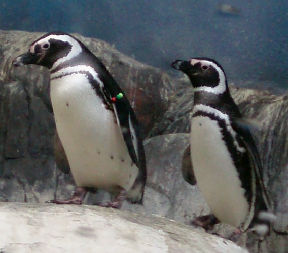 Magellanic Penguin (Spheniscus magellanicus)