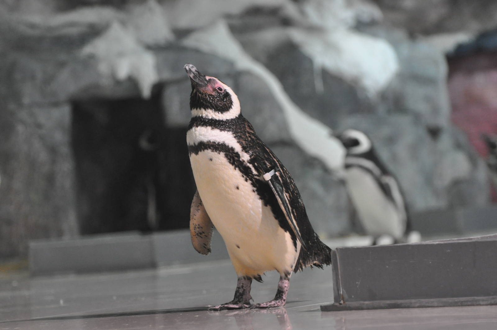 Magellanic penguin/ Spheniscus magellanicus