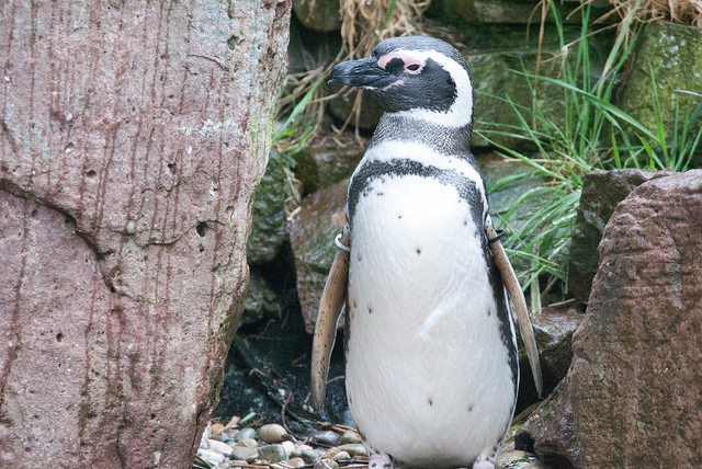 Magellanic penguin (Spheniscus magellanicus)