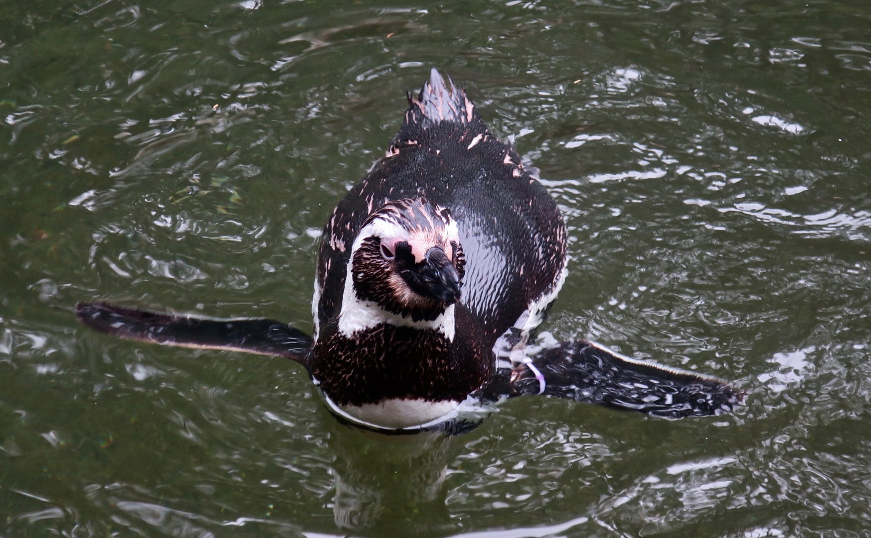Magellanic Penguin (Spheniscus magellanicus)
