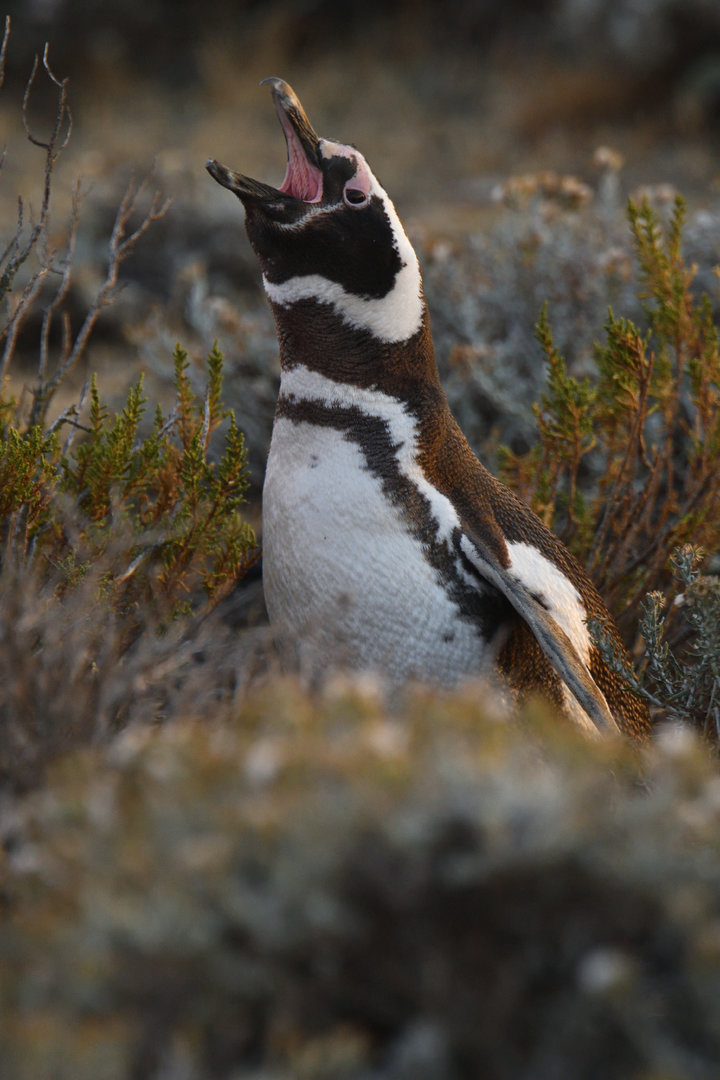 Magellanic Penguin Spheniscus magellanicus