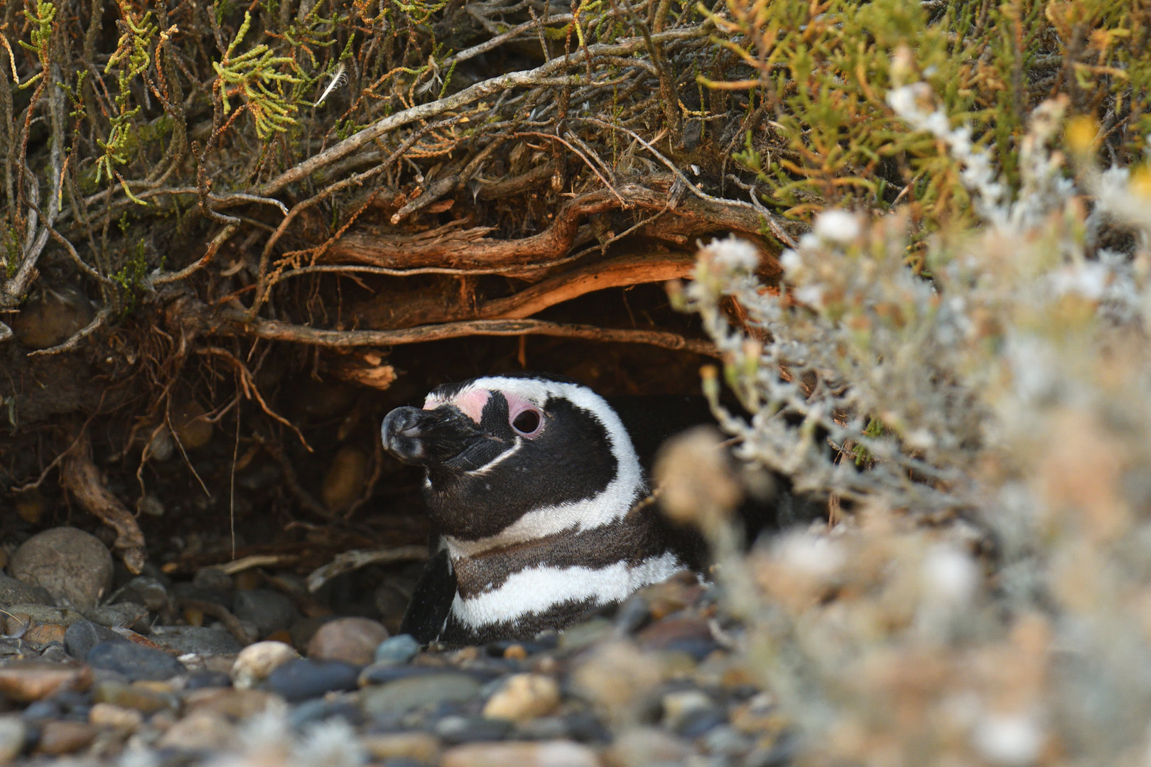 Magellanic Penguin Spheniscus magellanicus