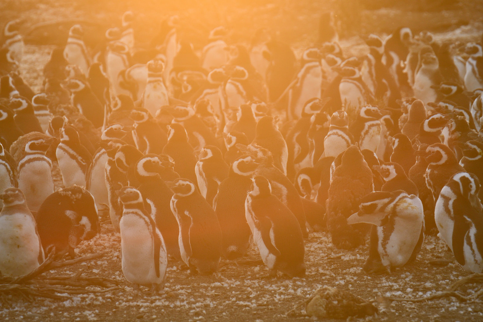 Magellanic Penguin Spheniscus magellanicus