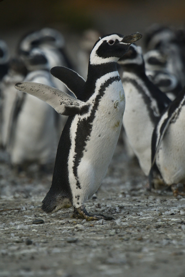 Magellanic Penguin Spheniscus magellanicus
