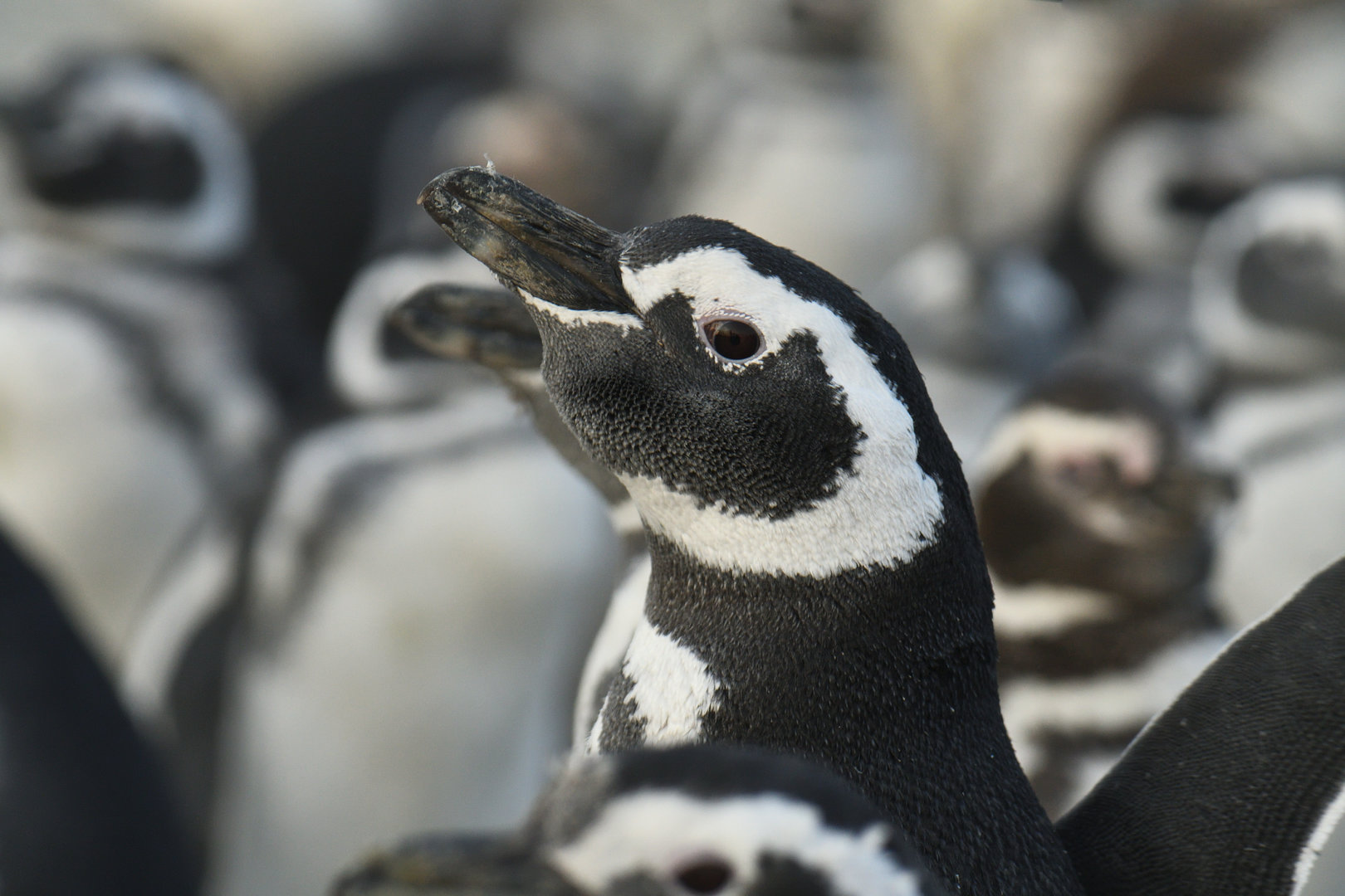 Magellanic Penguin Spheniscus magellanicus