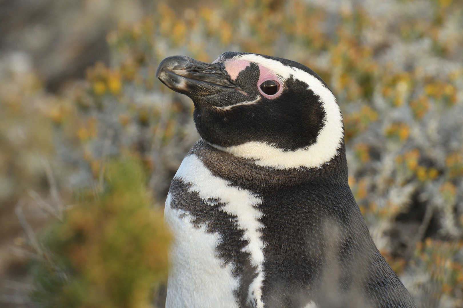 Magellanic Penguin Spheniscus magellanicus