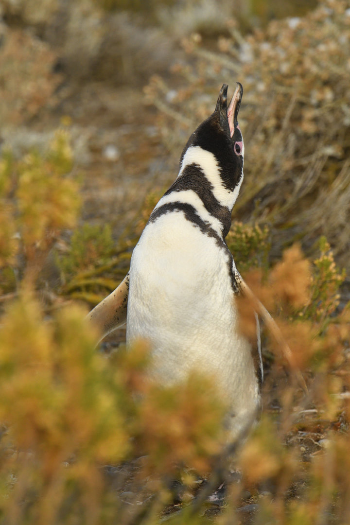 Magellanic Penguin Spheniscus magellanicus