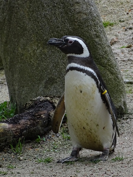 Magellanic penguin (Spheniscus magellanicus)
