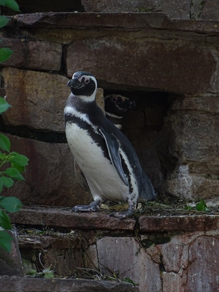 Magellanic penguin (Spheniscus magellanicus)
