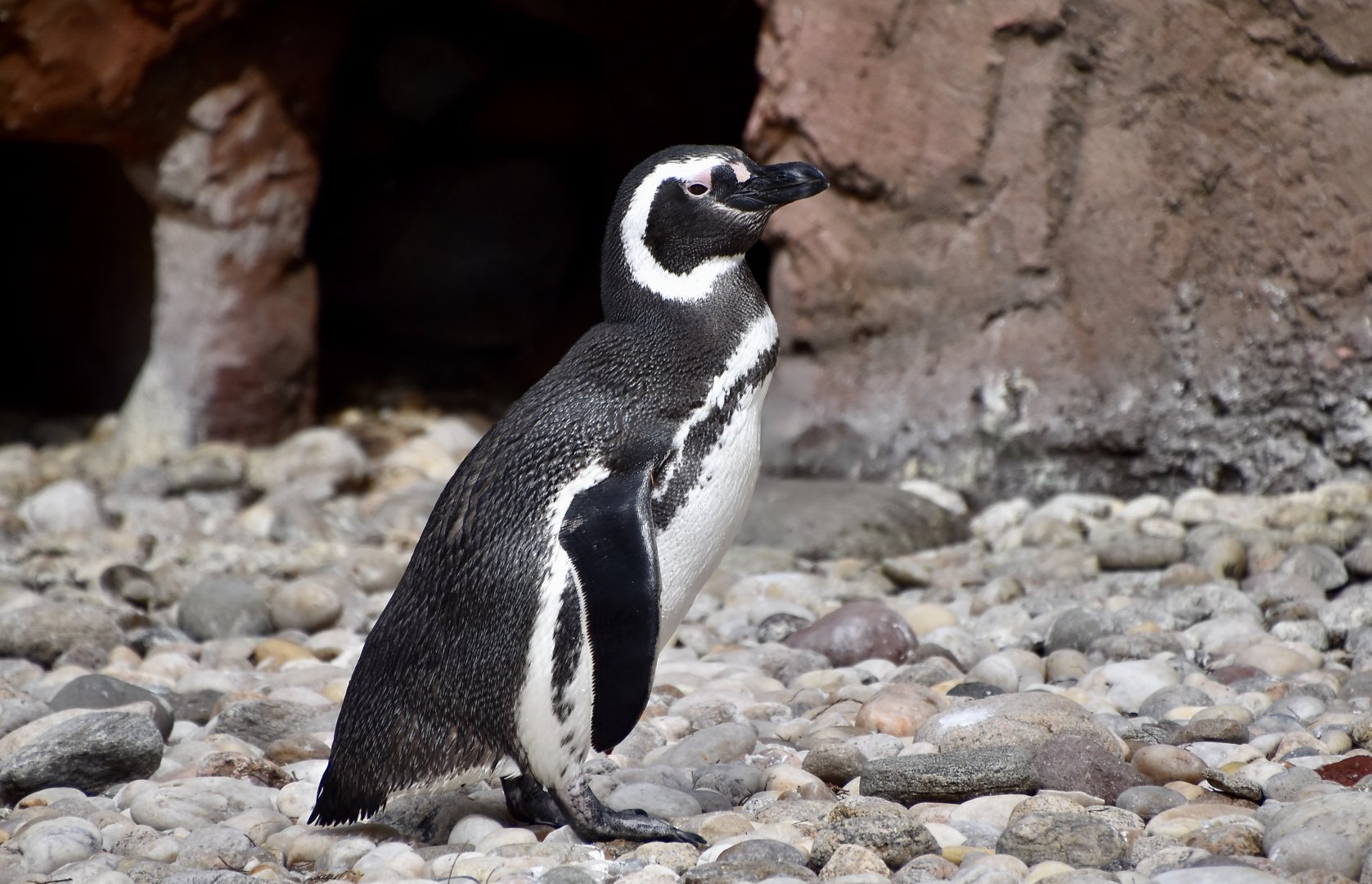 Magellanic Penguin (Spheniscus magellanicus)