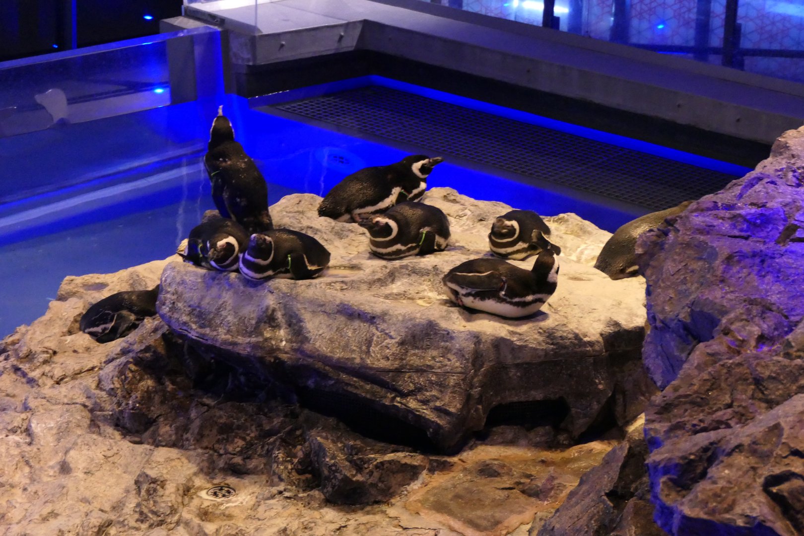 Magellanic Penguin (Spheniscus magellanicus)