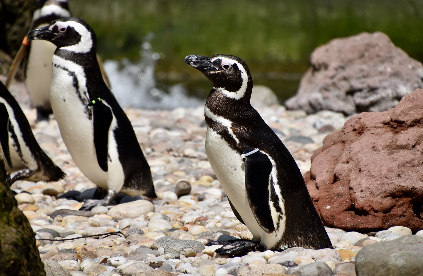 Magellanic Penguin (Spheniscus magellanicus)