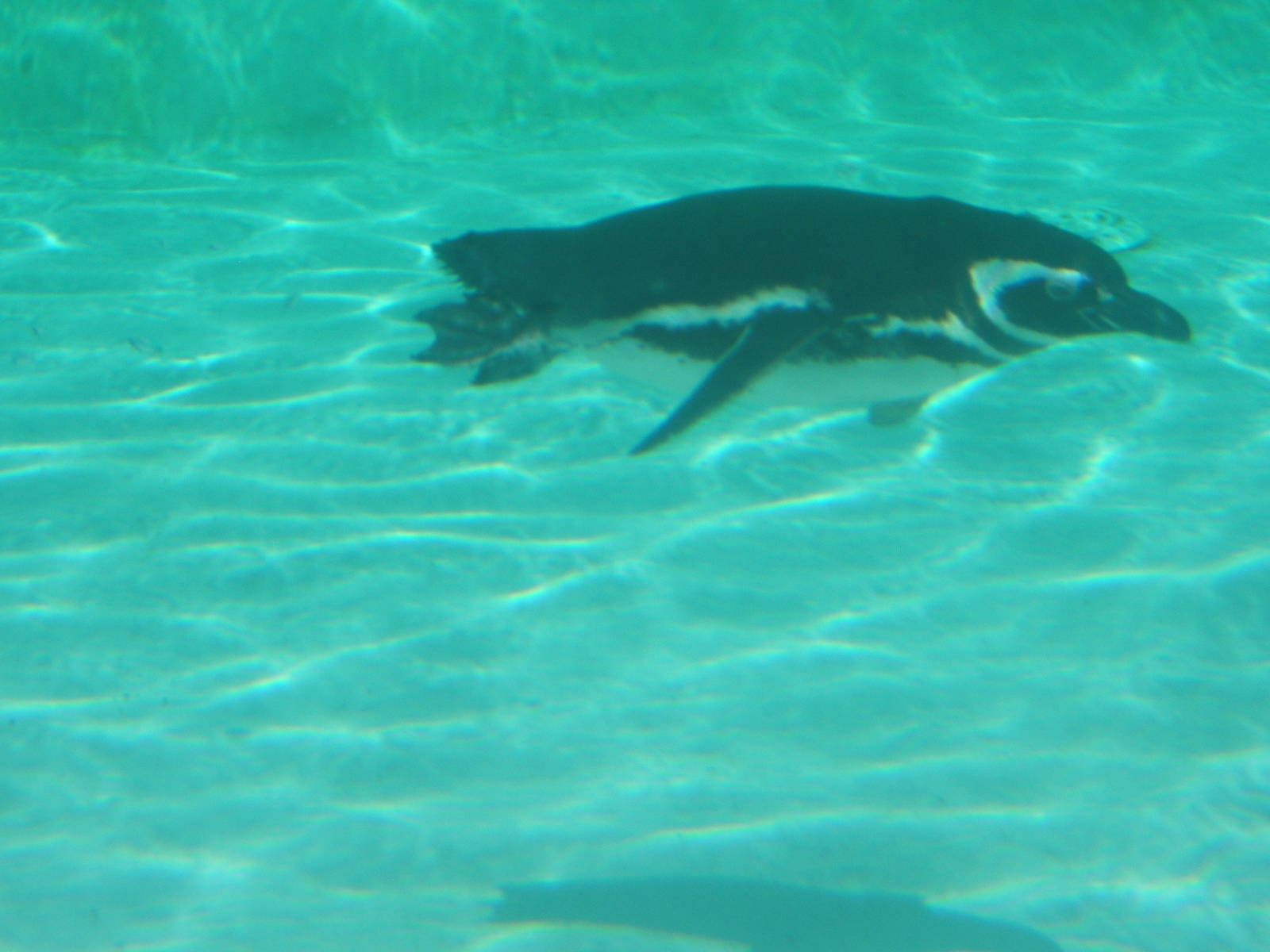 Magellanic Penguin under water