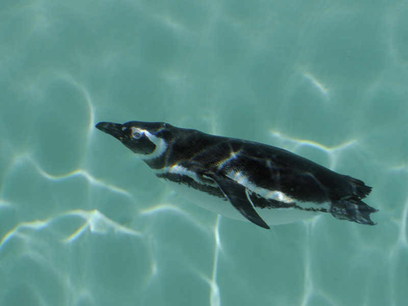 Magellanic penguin underwater