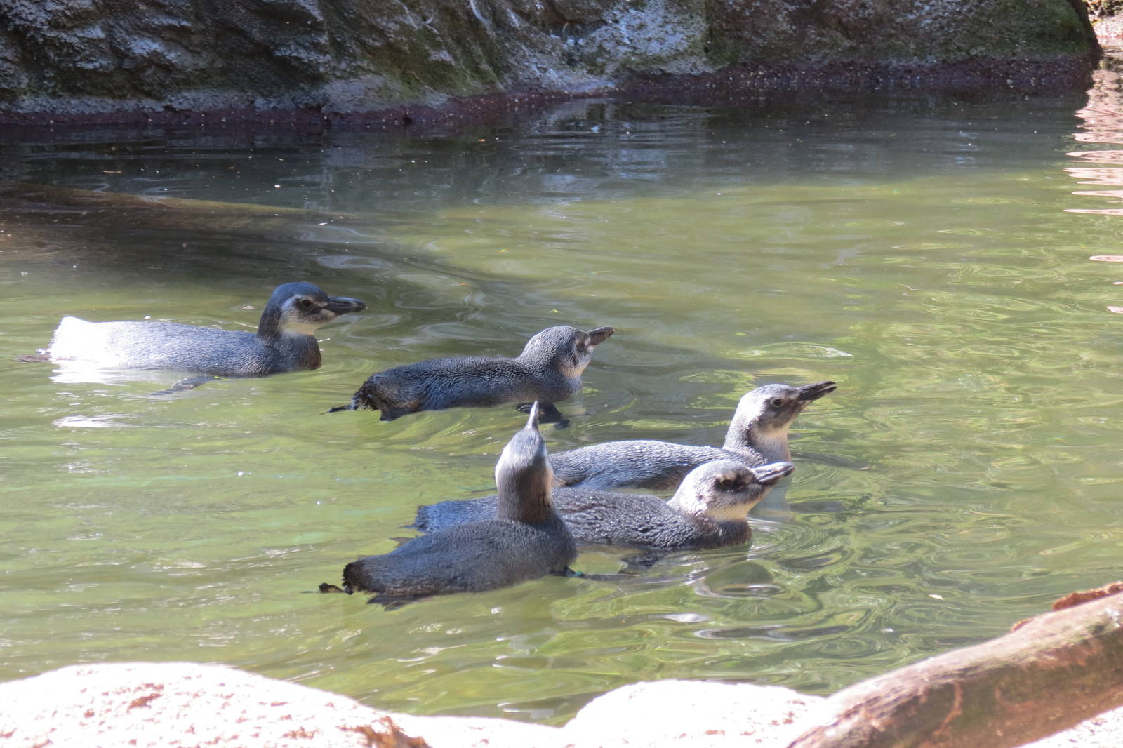 Magellanic Penguin young