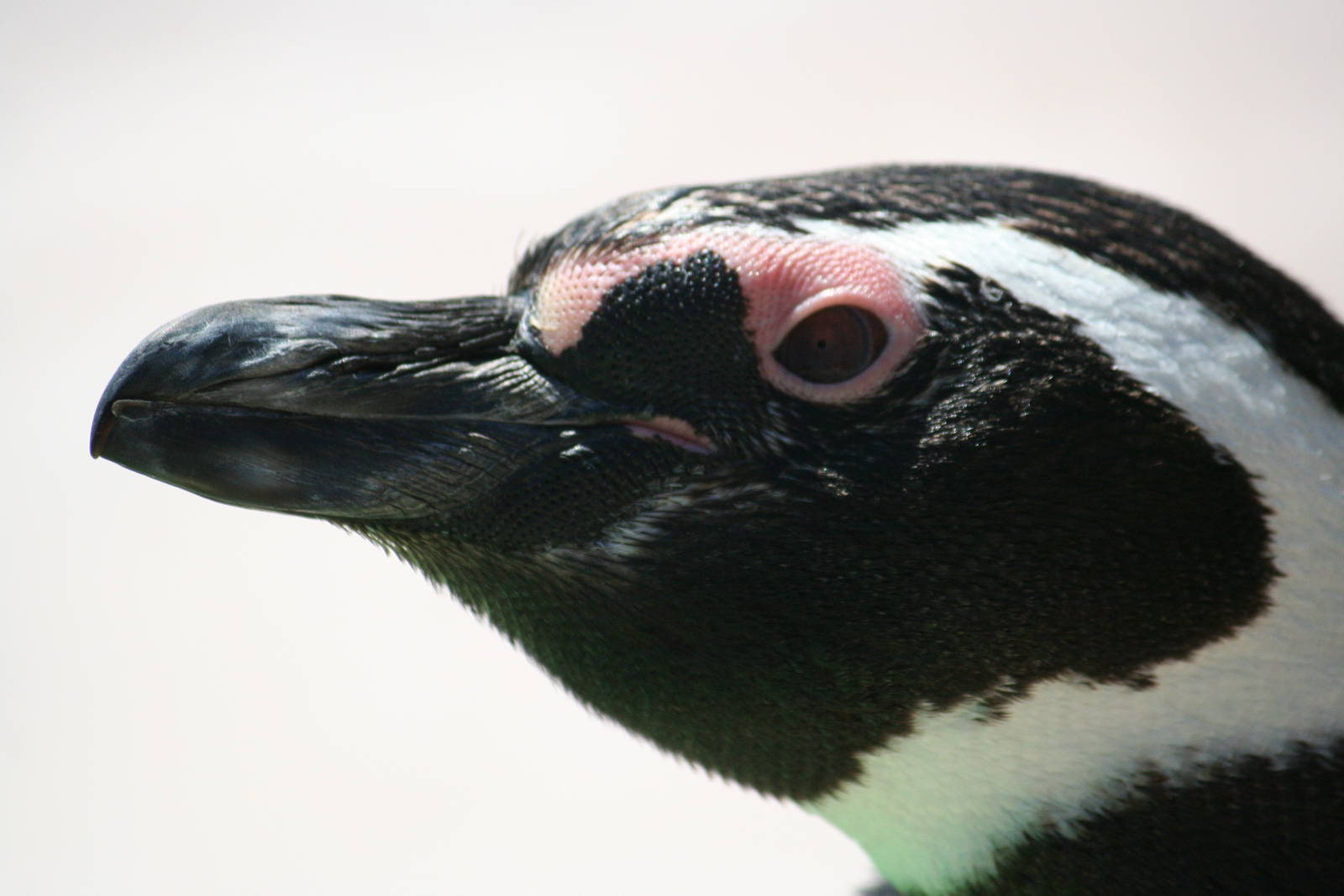 Magellanic penguin