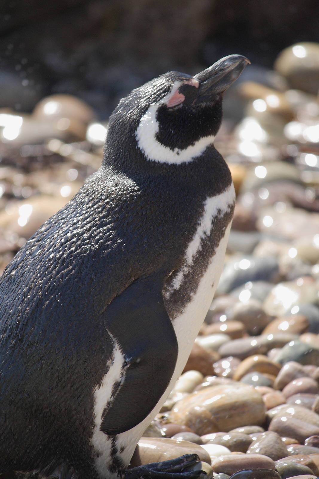 Magellanic penguin