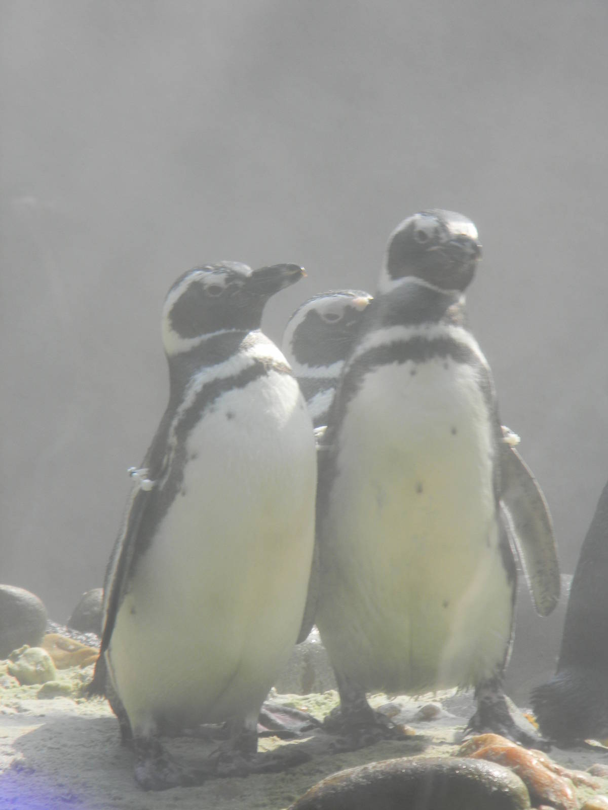 Magellanic Penguin