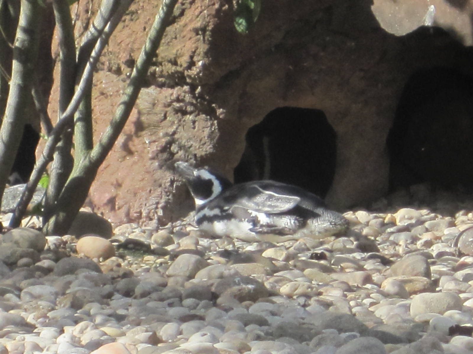 Magellanic Penguin