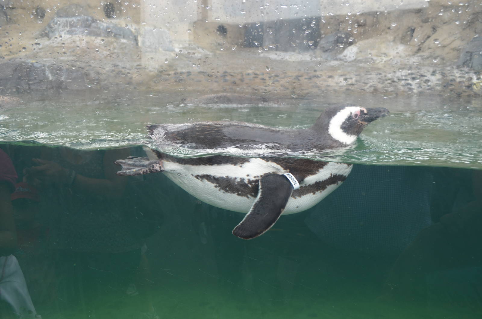 Magellanic Penguin