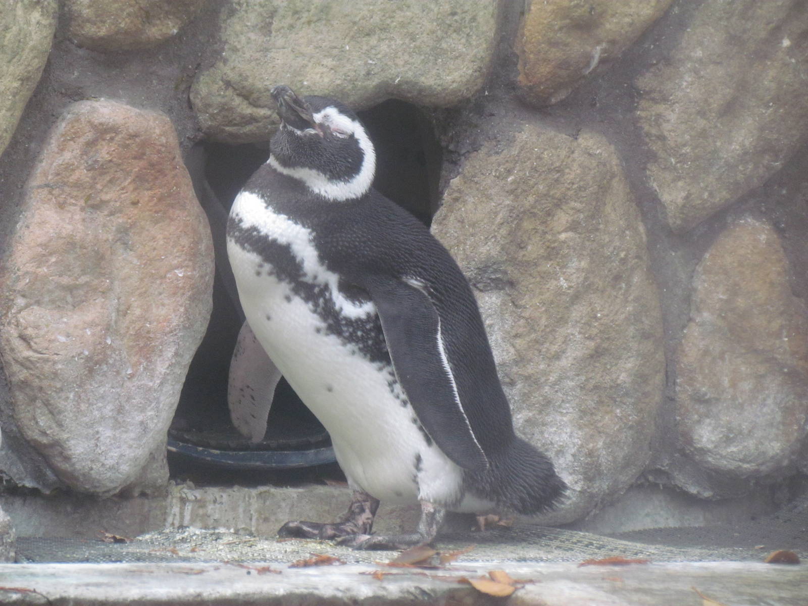 Magellanic Penguin