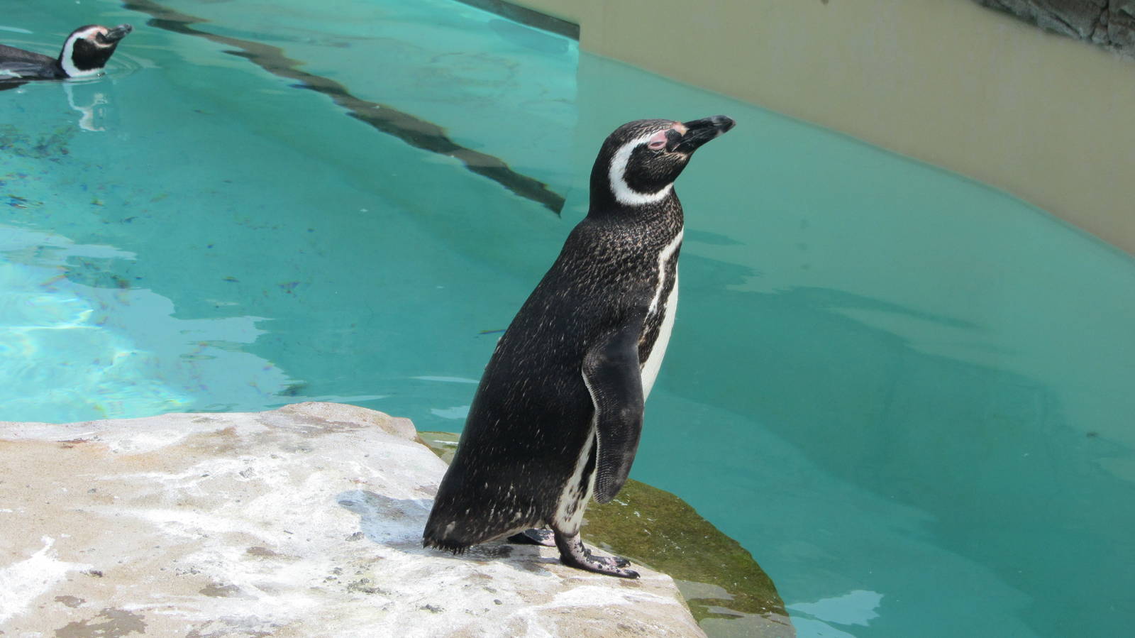 Magellanic Penguin