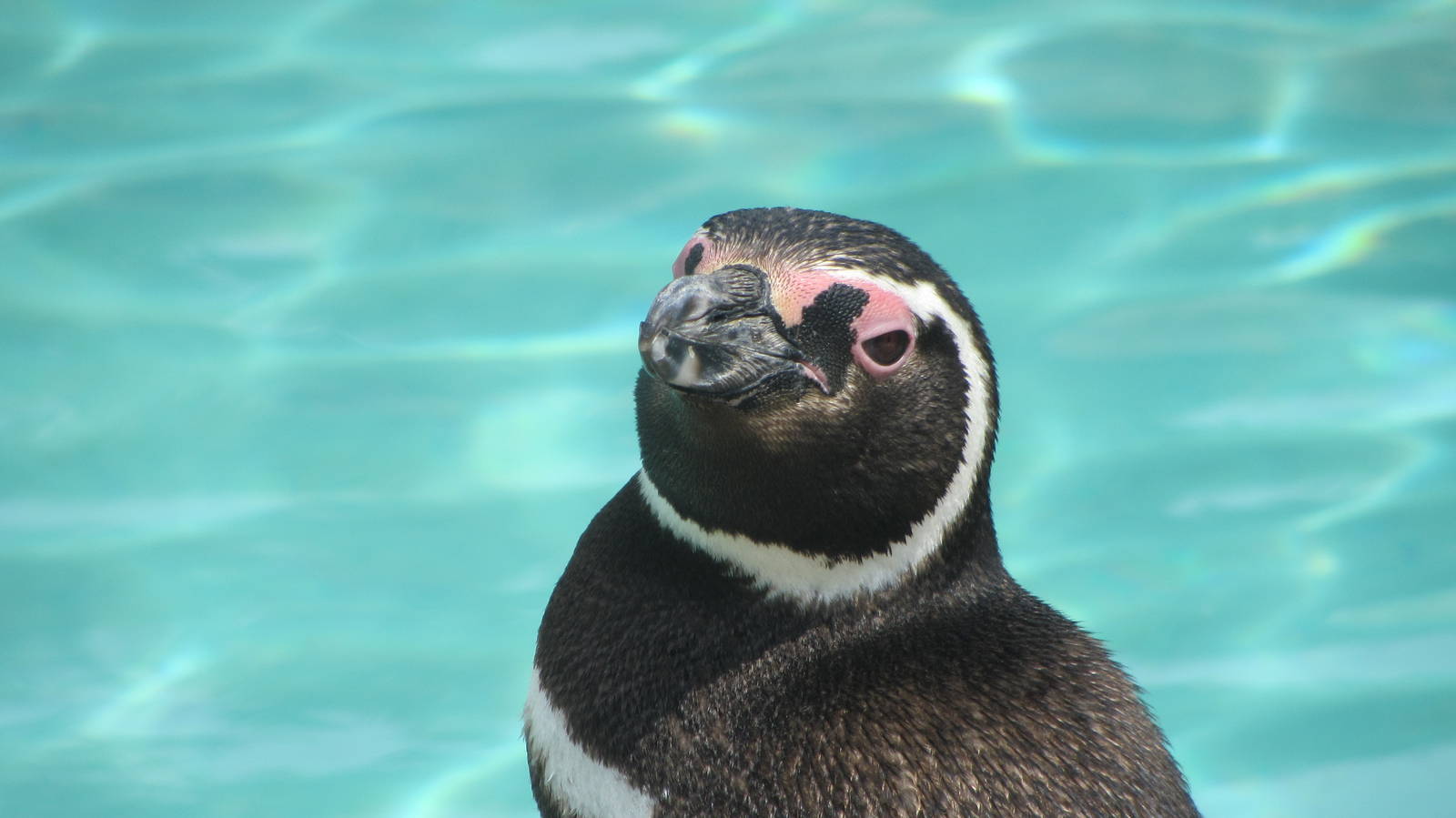 Magellanic Penguin