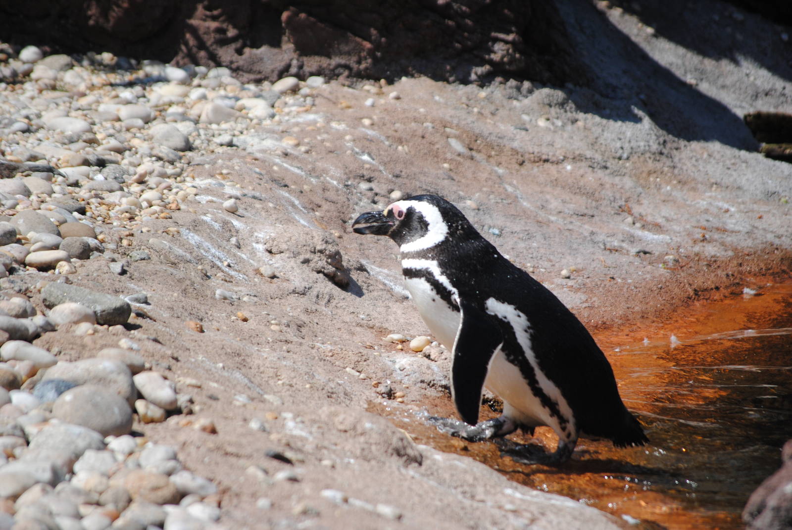 Magellanic Penguin