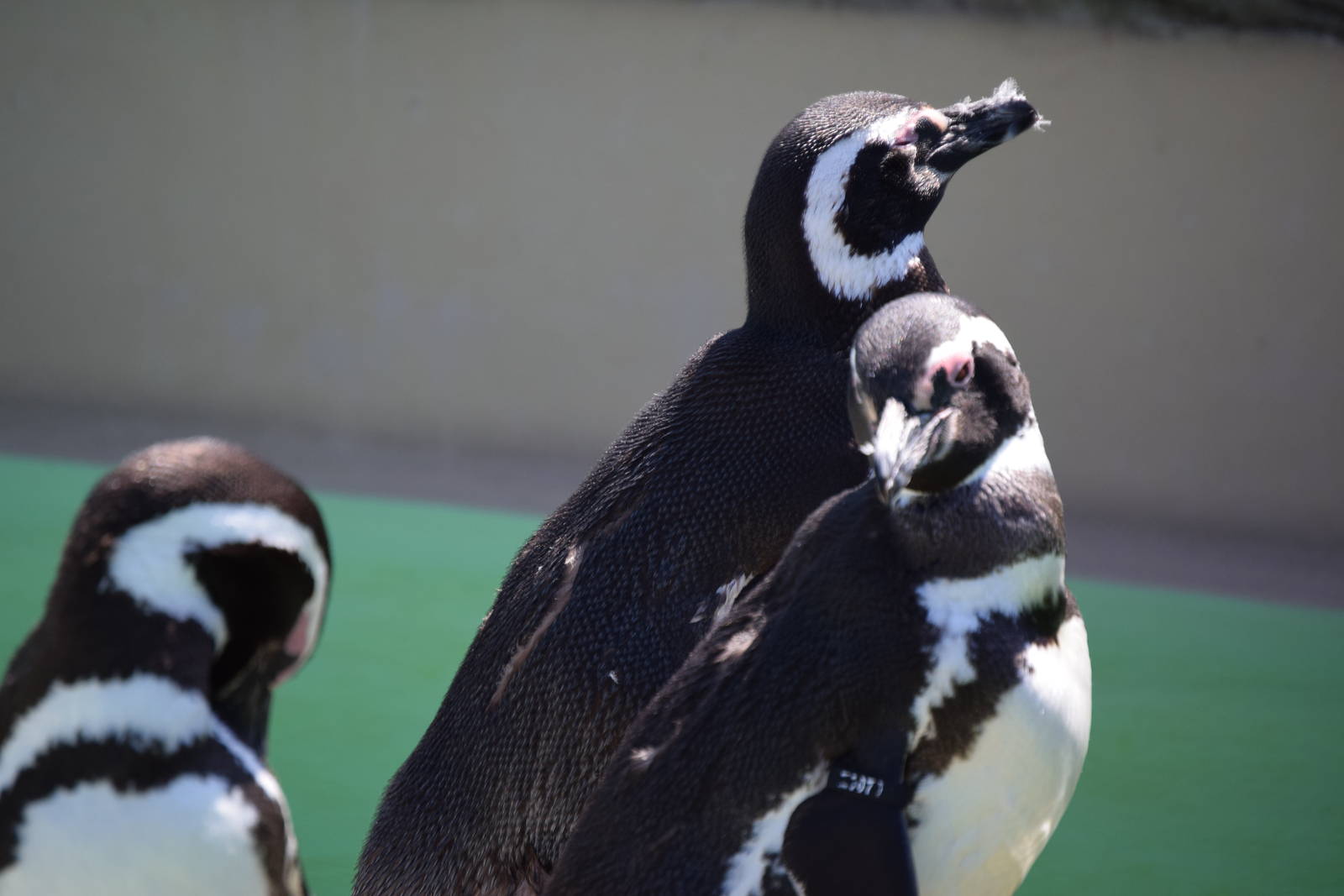 Magellanic Penguin