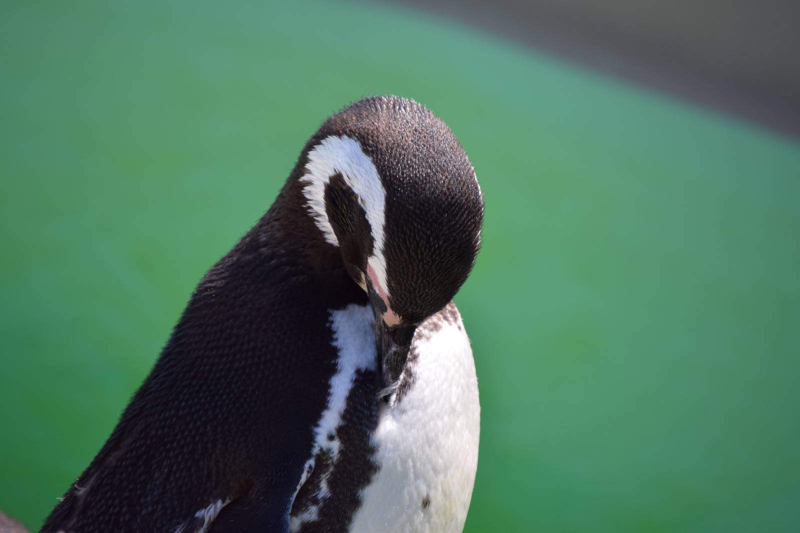 Magellanic Penguin
