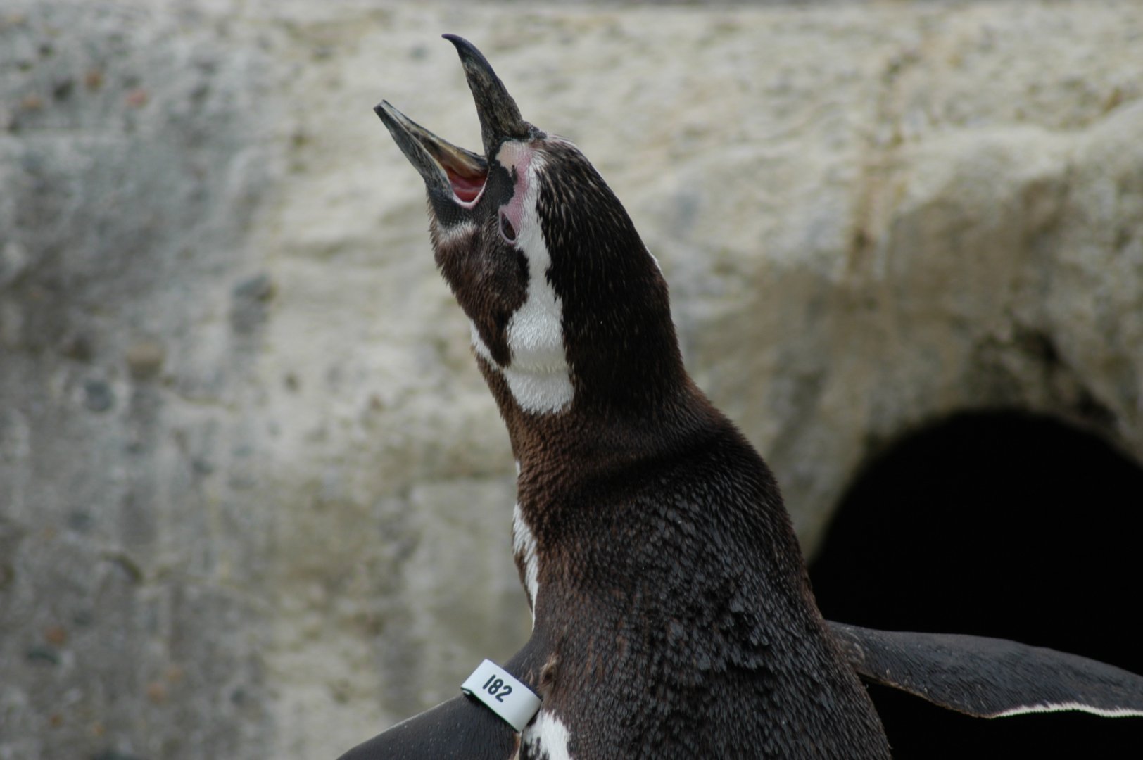 Magellanic Penguin