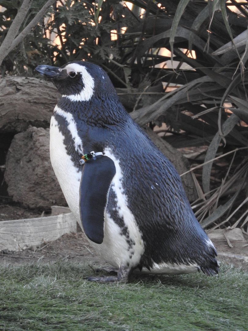 Magellanic Penguin