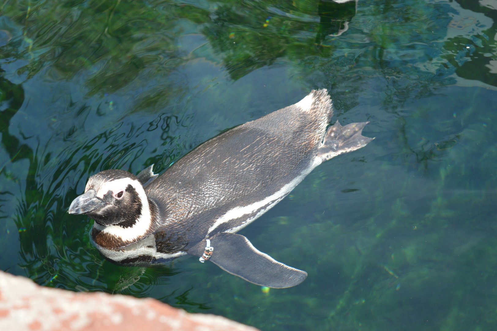 Magellanic Penguin