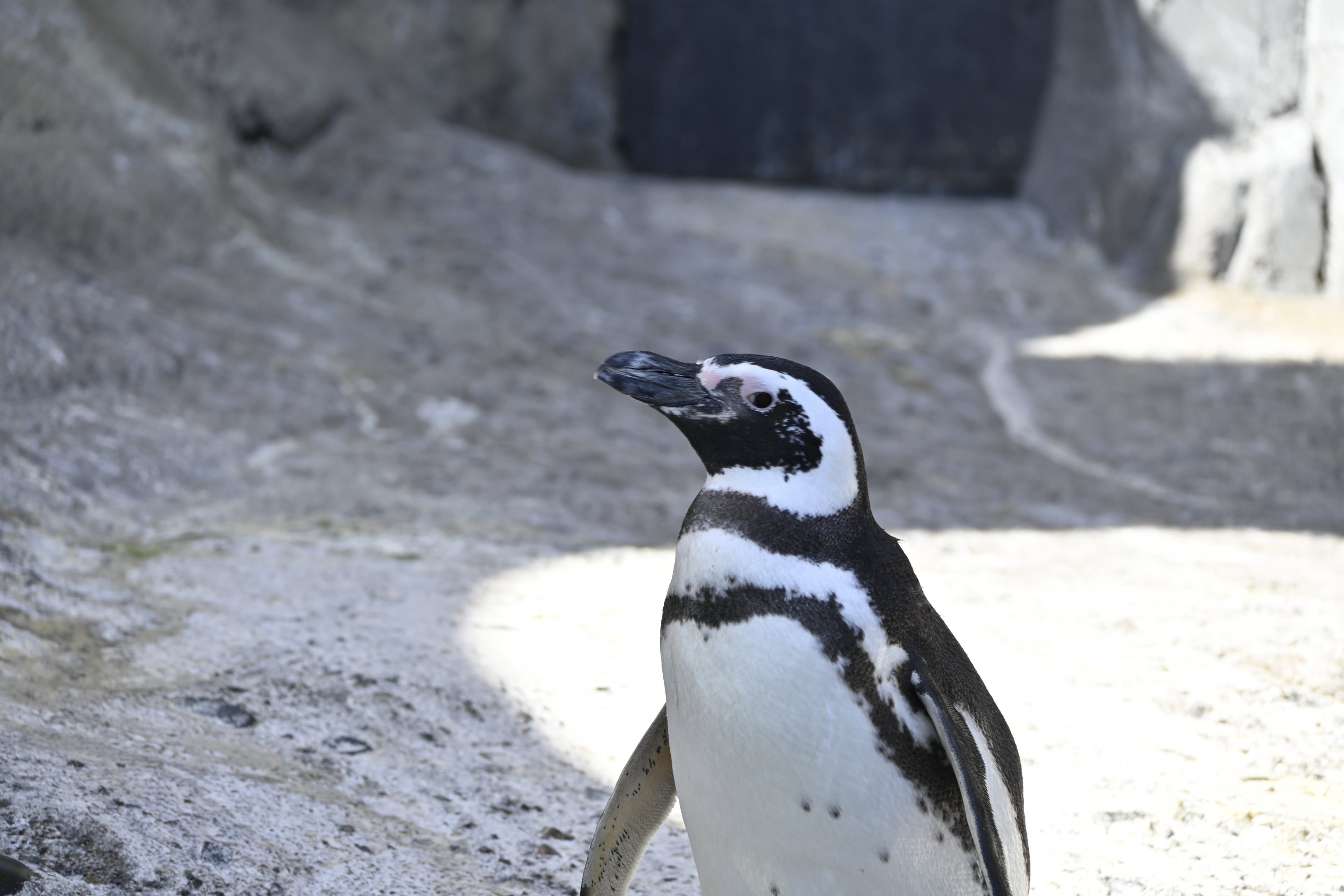Magellanic Penguin