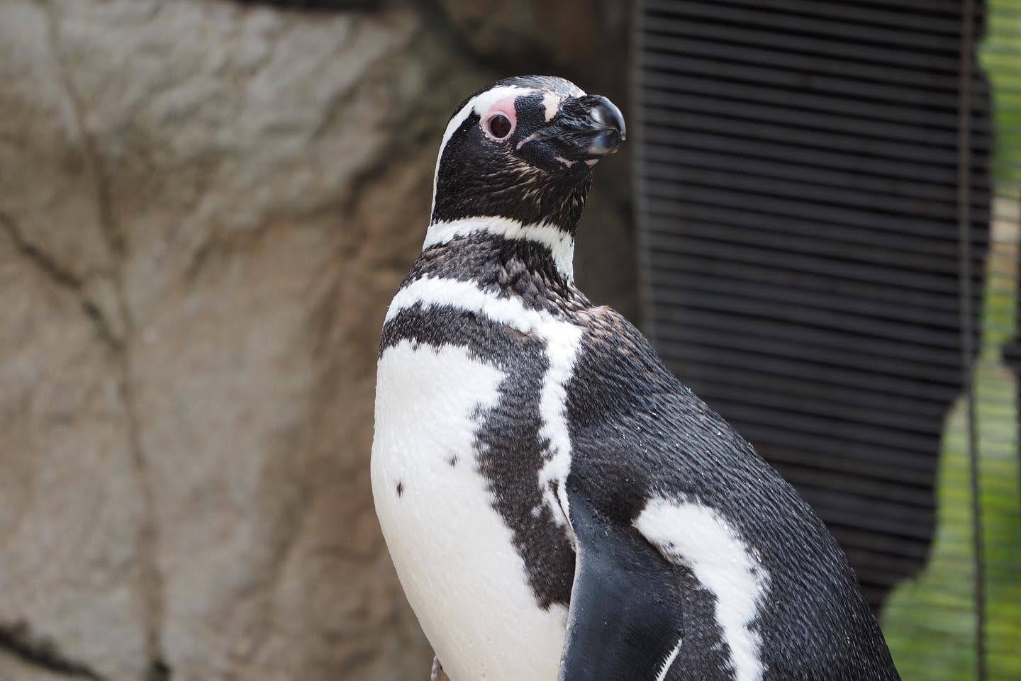 Magellanic penguin