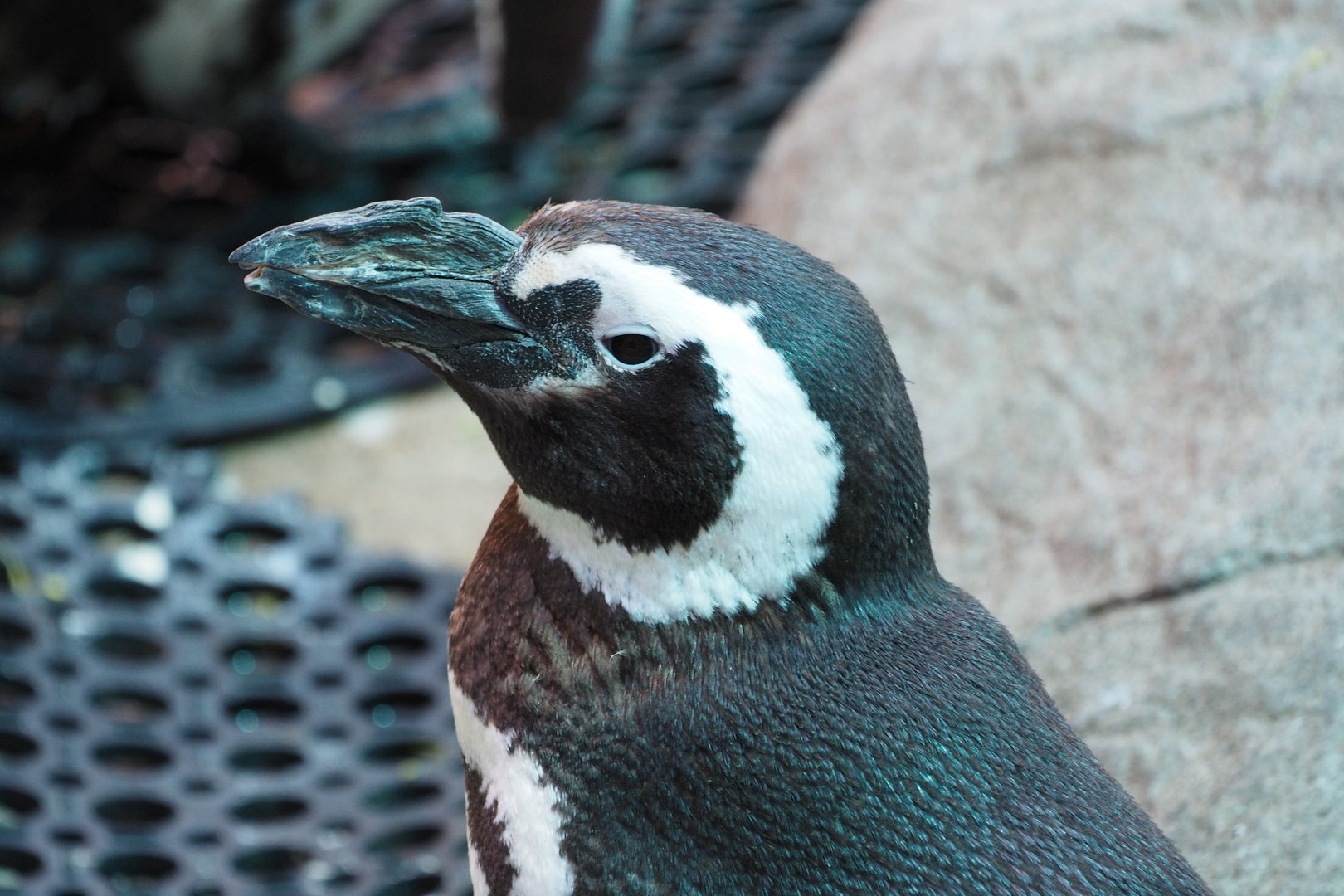 Magellanic Penguin