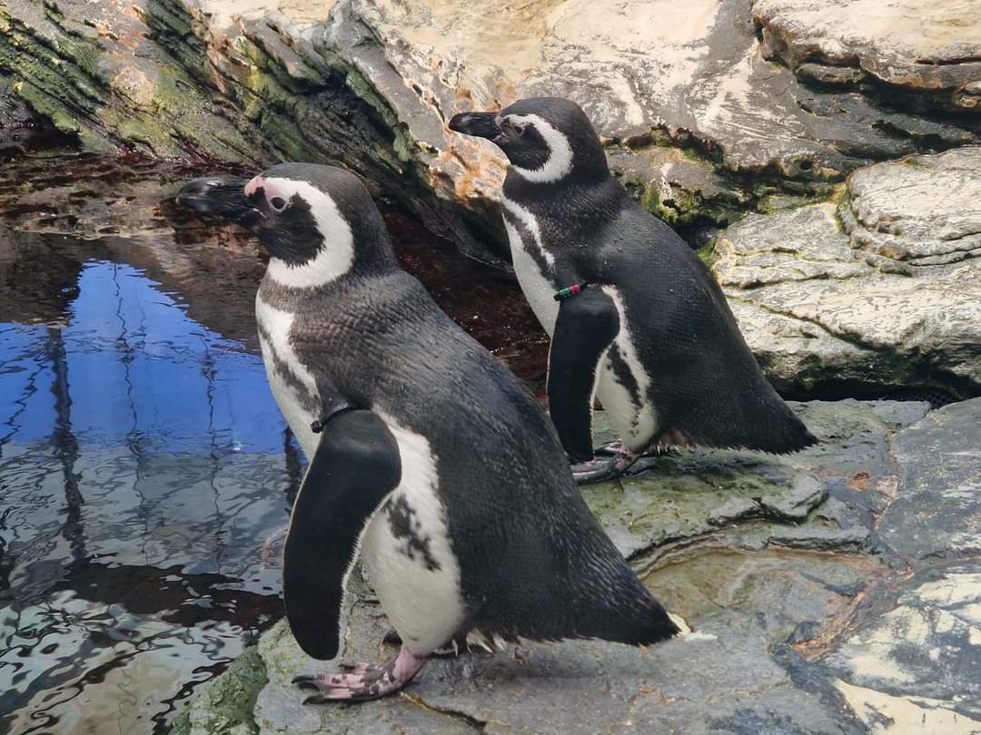 Magellanic Penguin